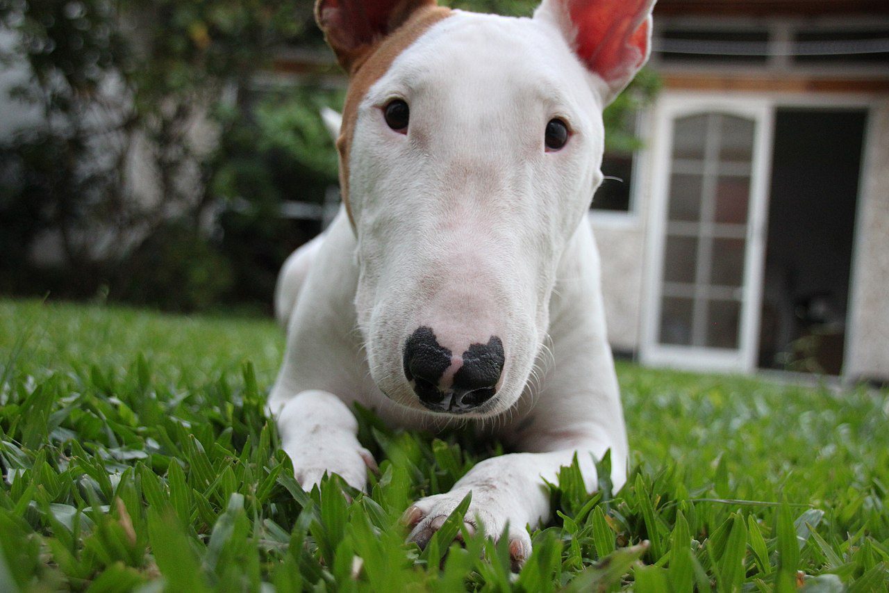 where did the bull terrier originated from