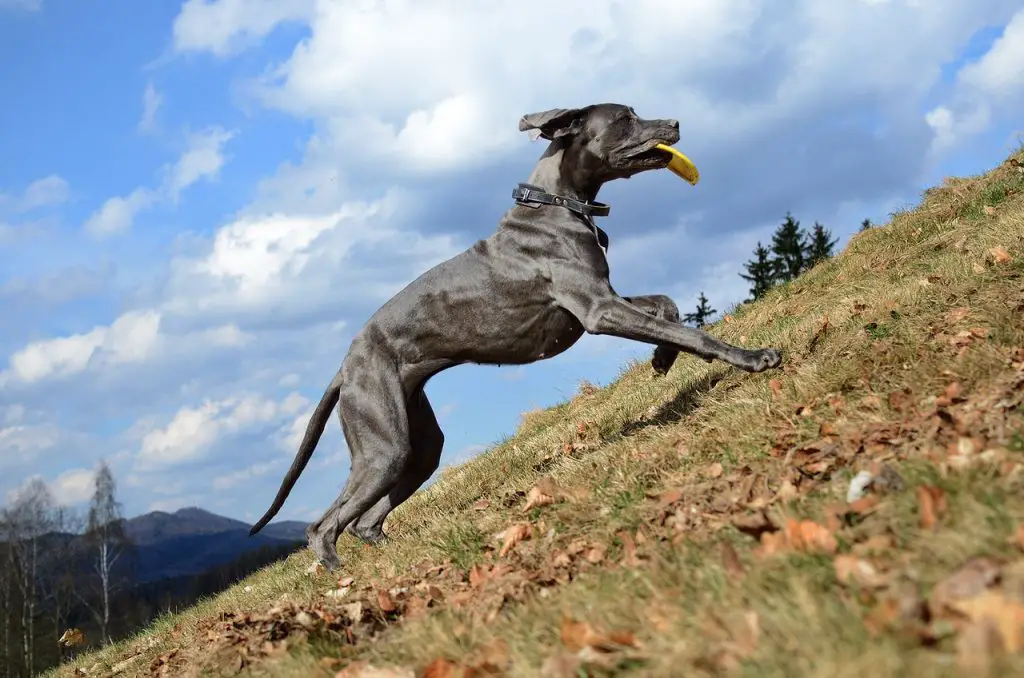 The Top 11 Reasons Why Great Danes Fart So Much