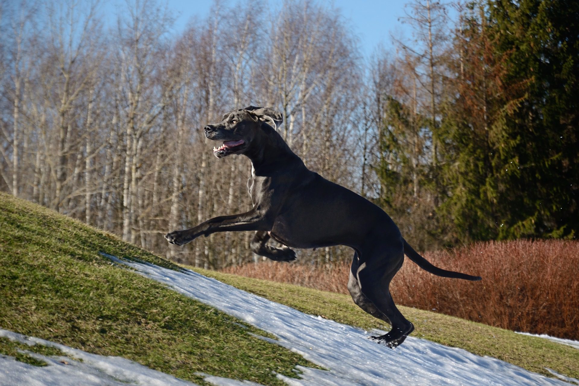 The Top 11 Reasons Why Great Danes Fart So Much