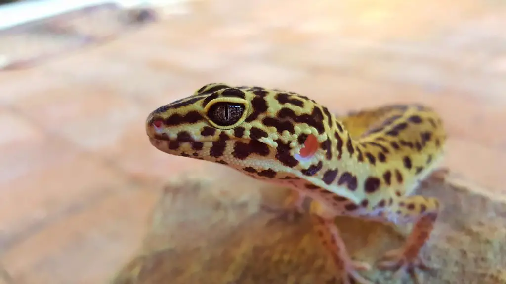 What Senses Do Leopard Geckos Have