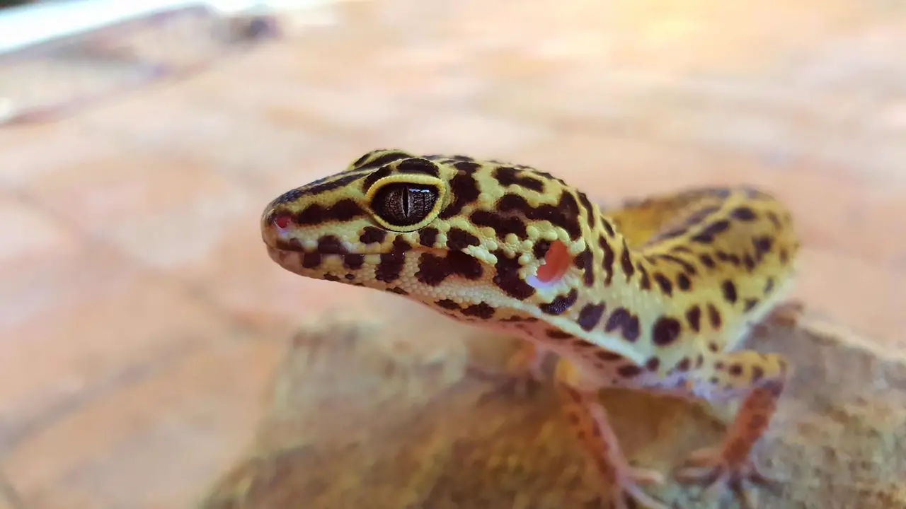 What Senses Do Leopard Geckos Have? (Explained!)