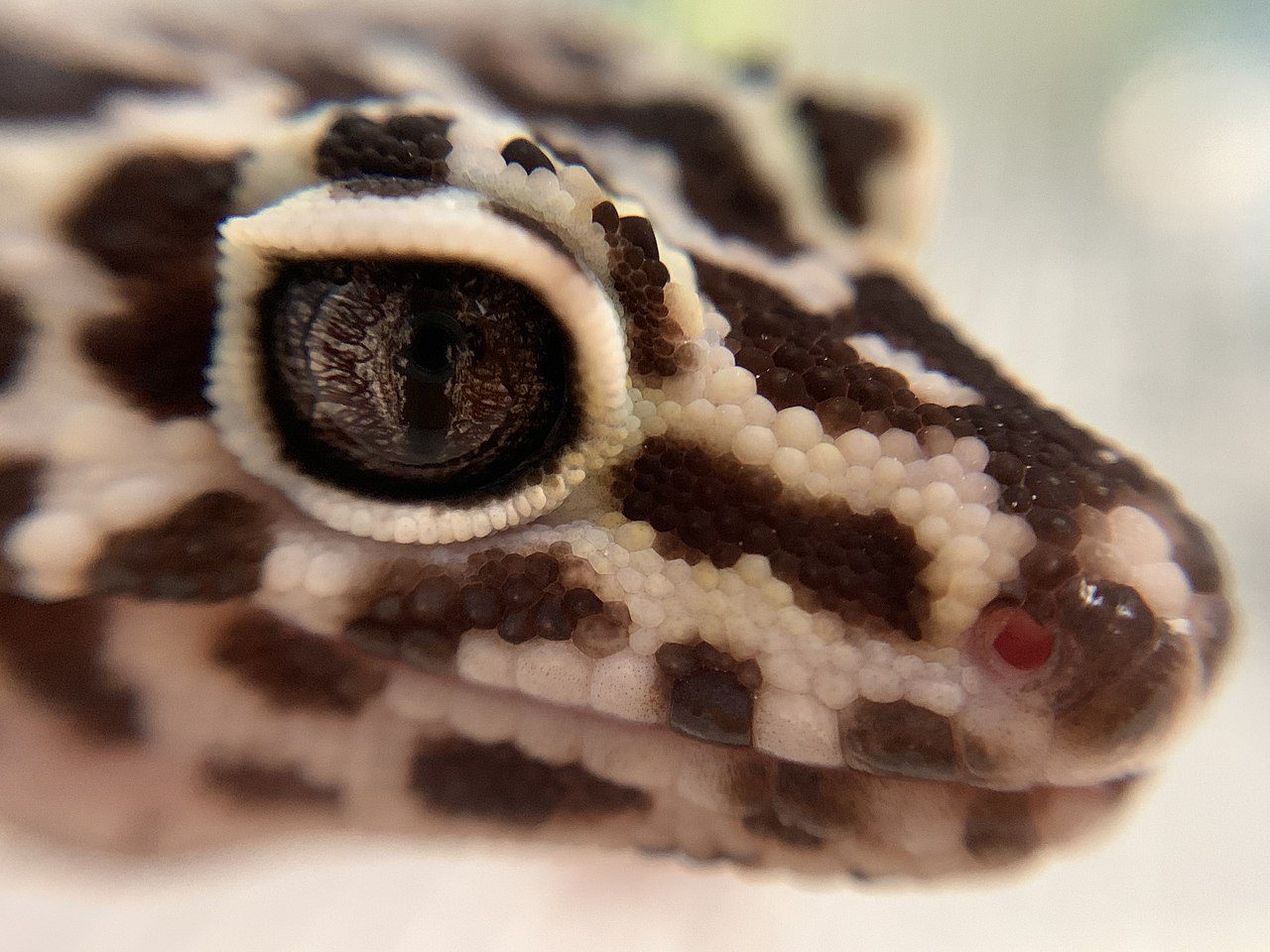 What Senses Do Leopard Geckos Have? (Explained!)