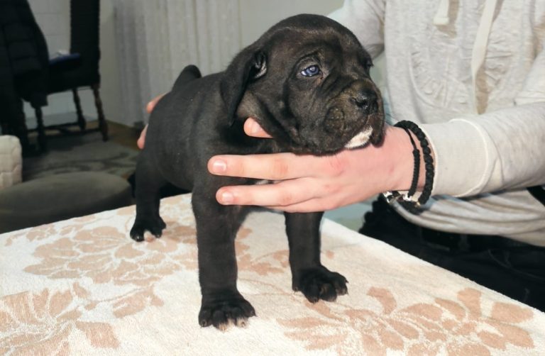 When Do Cane Corso Puppies Stop Biting? (Answered!)