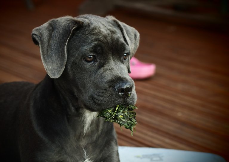 When Does Cane Corso Calm Down? (Solved!)
