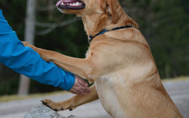 Where Do Labradors Like To Be Petted? (Explained!)