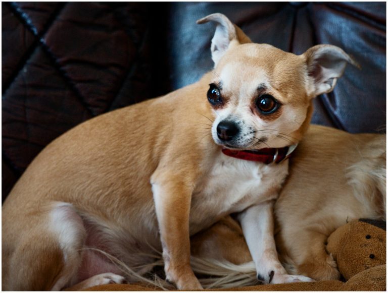 Why Do Chihuahuas Growl When You Pet Them? (Answered!)