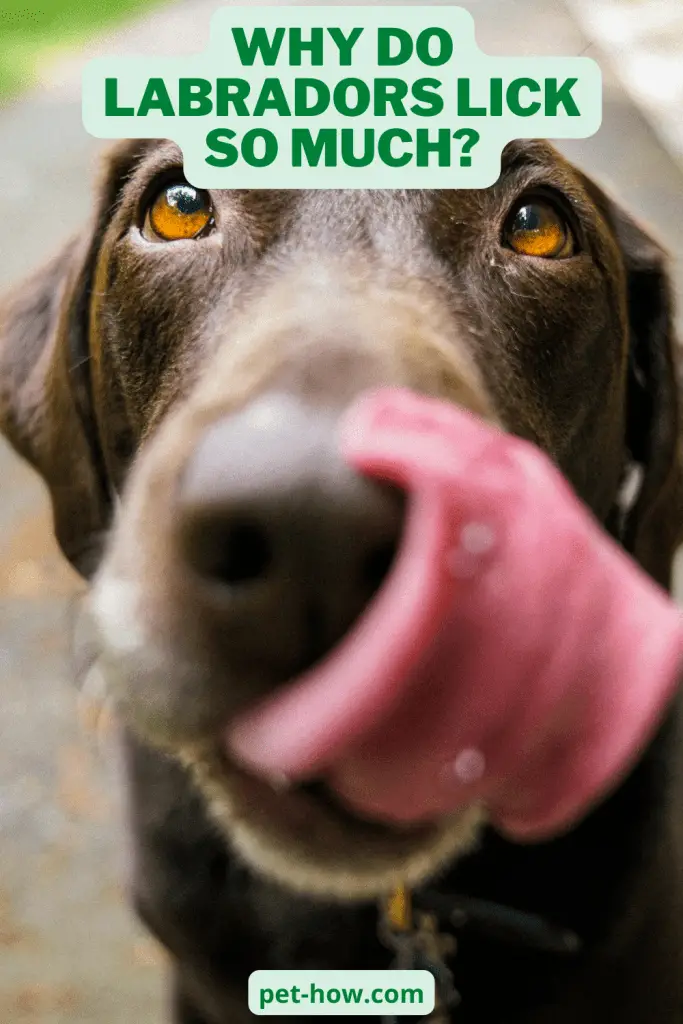Why Do Labradors Lick So Much? (Answered!)