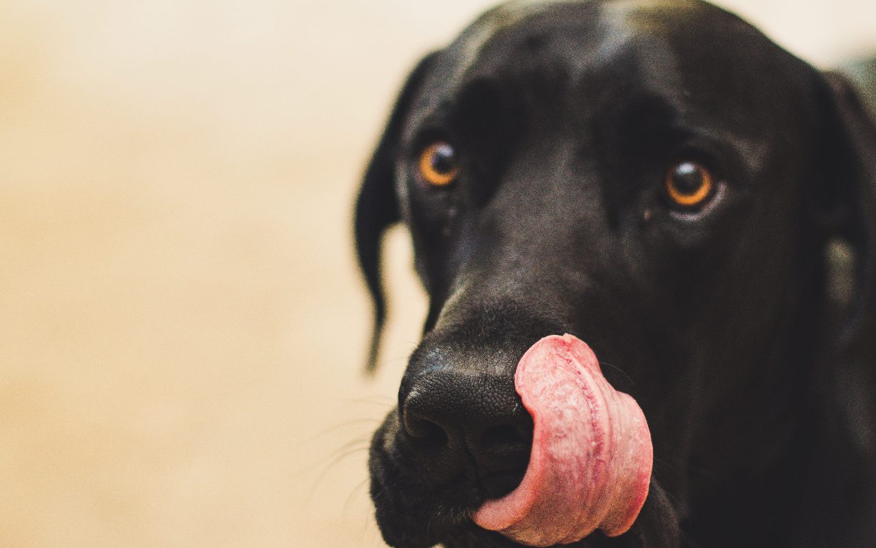 Why Do Labradors Lick So Much? (Answered!)