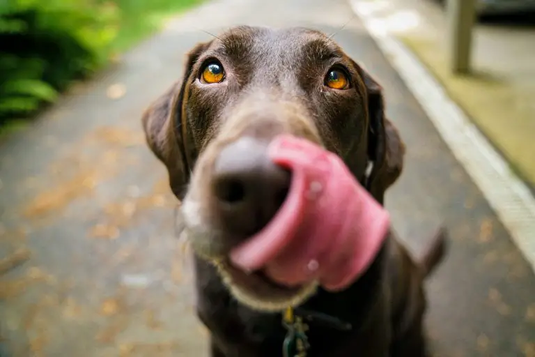 Why Do Labradors Lick So Much? (Answered!)