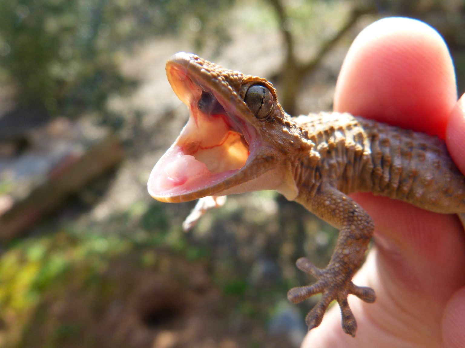Why Do Leopard Geckos Throw Up? (Answered!)