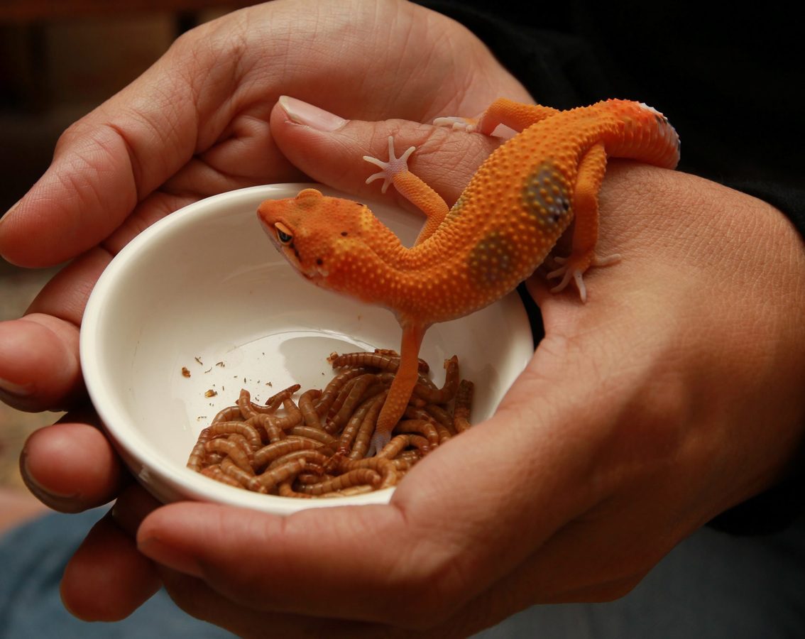 Why Do Leopard Geckos Throw Up? (Answered!)