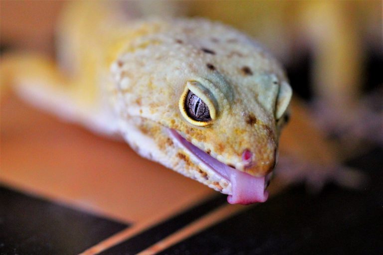 Why Do Leopard Geckos Throw Up? (Answered!)