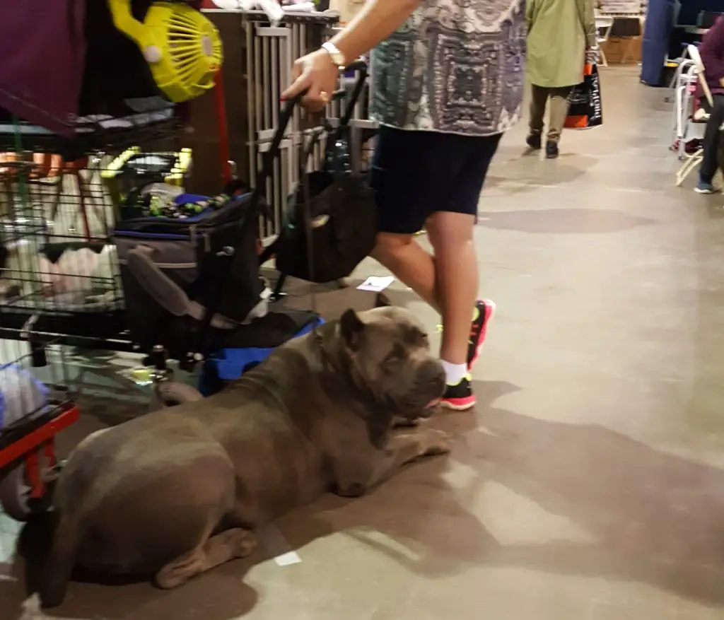 Why Does My Cane Corso Follow Me Everywhere