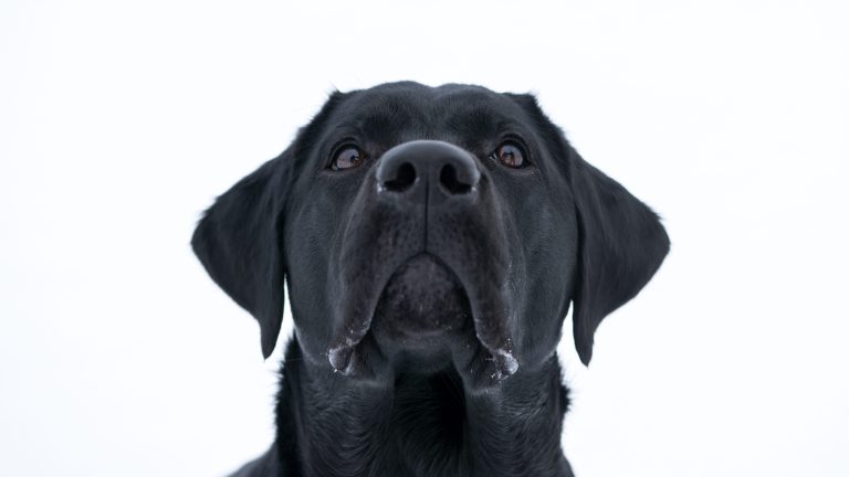 Why Does My Cane Corso Growl At Me? (Answered!)