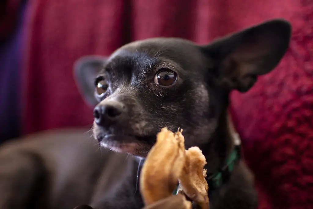 Will Chihuahuas Starve Themselves