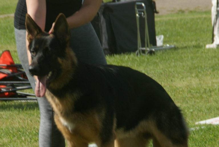 Will My German Shepherd Protect Me? (Answered!)