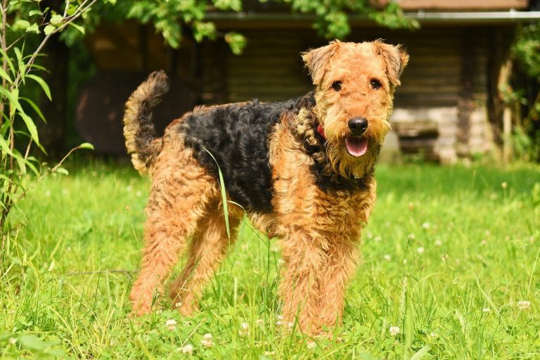 Are Airedale Terriers Good Family Pets? (Answered!)