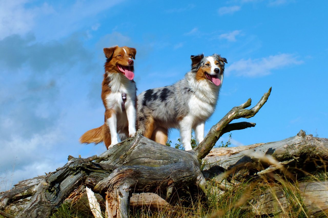 Are Australian Shepherds Good Guard Dogs? (Answered!)