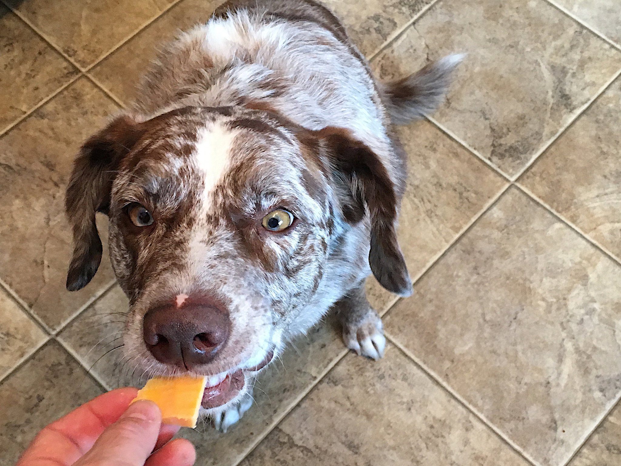 what human food can australian shepherds eat