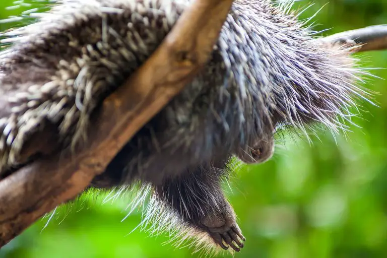 Do Porcupines Make Great Pets? (Explained!)