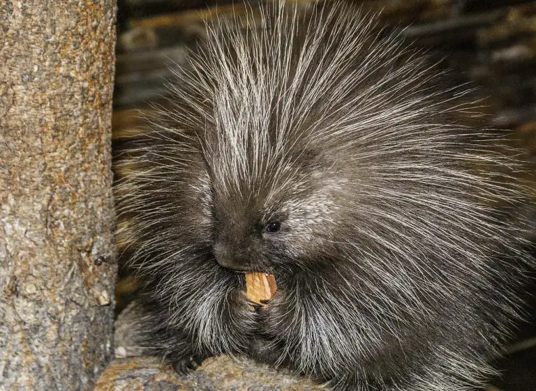 Do Porcupines Make Great Pets? (Explained!)