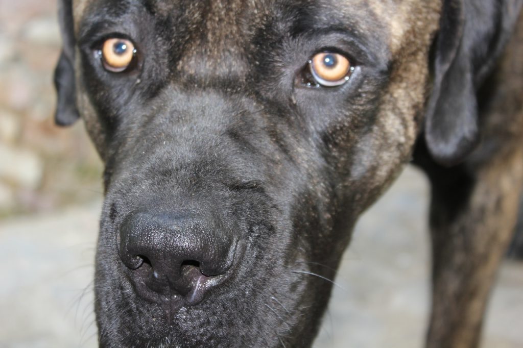 Does Cane Corso Need a Lot Of Attention