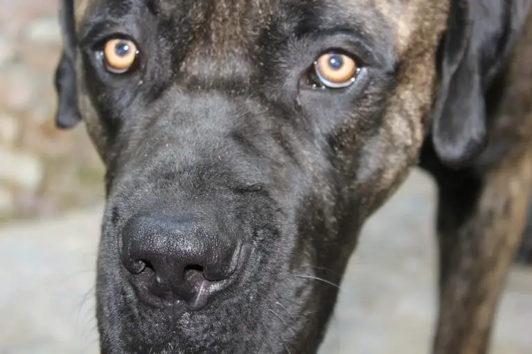Do Cane Corso Need a Lot Of Attention? (Answered!)