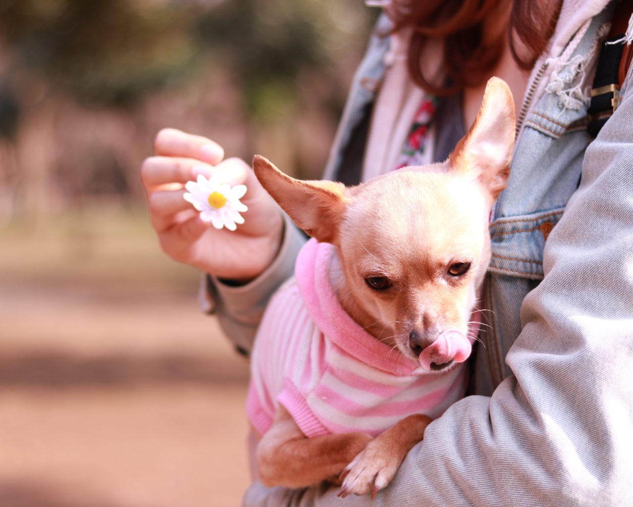 how-do-i-know-if-my-chihuahua-is-happy-explained