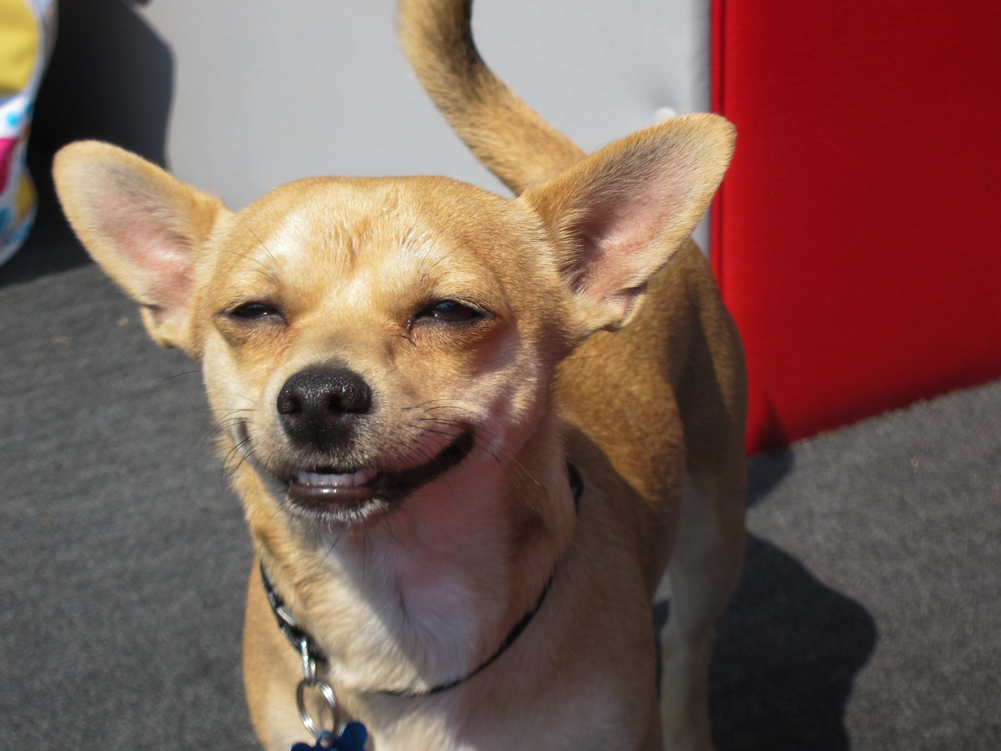 How Do I Know If My Chihuahua Is Happy Explained 