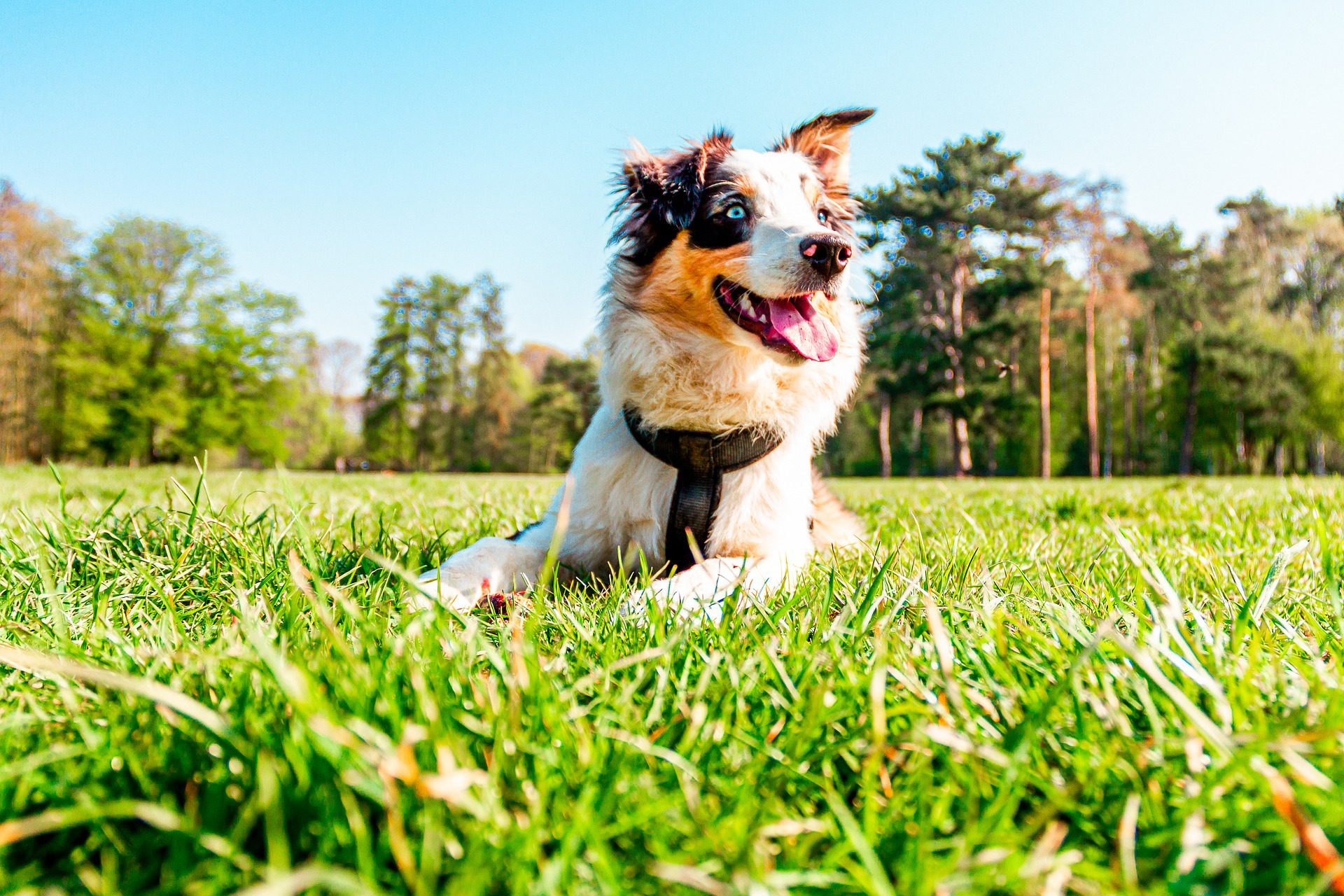 How Do You Tire Out an Australian Shepherd? (Answered!)