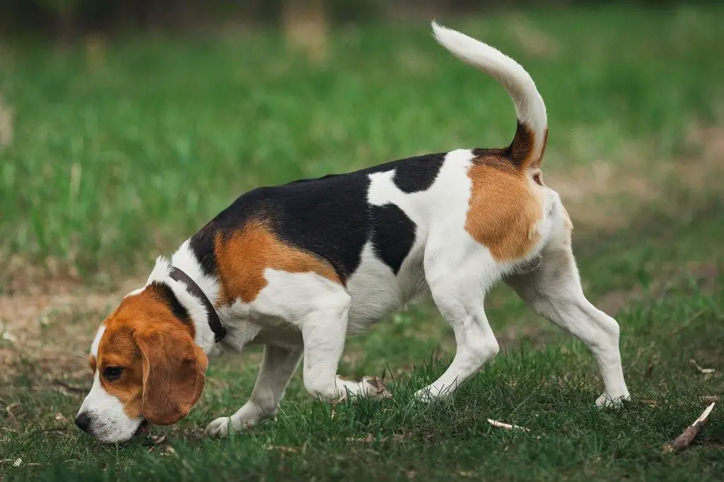 How Far Away Can a Beagle Smell
