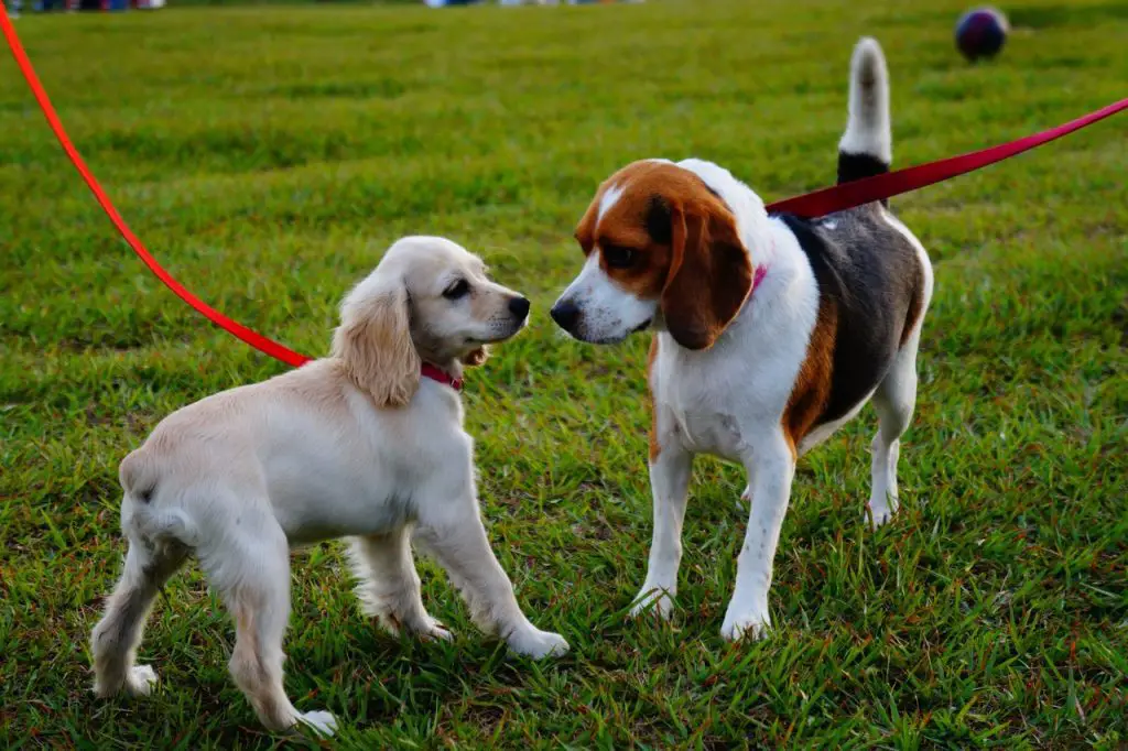 How Far Away Can a Beagle Smell