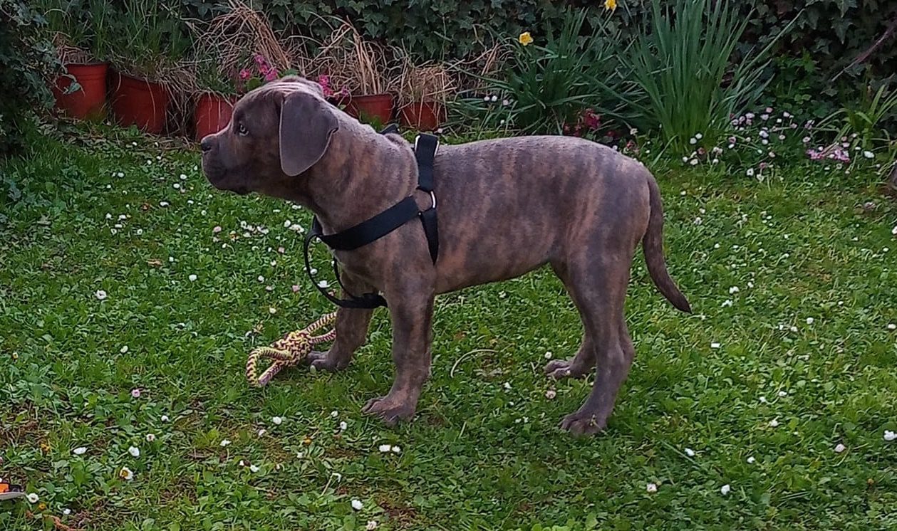 How Long Does It Take To Potty Train A Cane Corso
