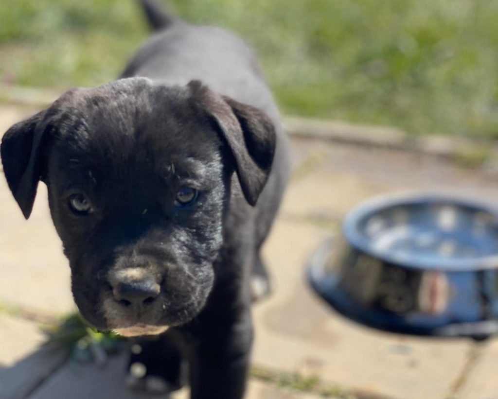 How Much Water Should a Cane Corso Puppy Drink