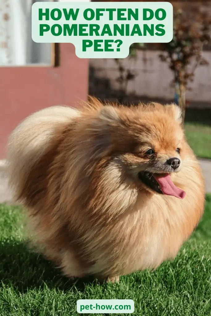 How Often Do Pomeranians Pee? (Answered!)