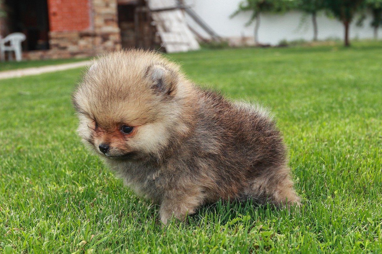 How Often Do Pomeranians Pee? (Answered!)