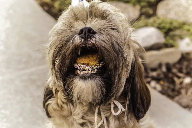 How To Keep Your Shih Tzu's Teeth Clean (Explained!)