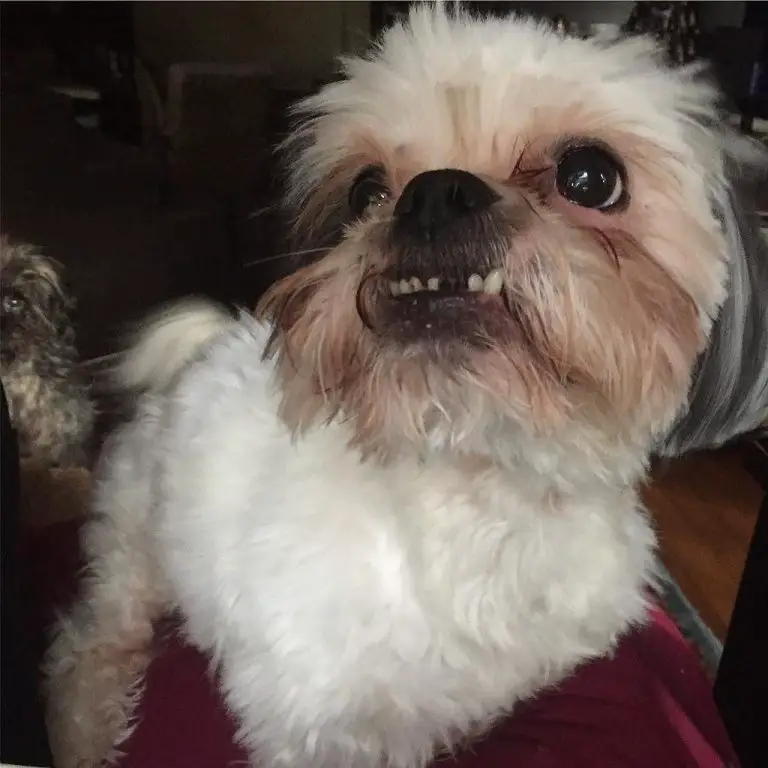 How To Keep Your Shih Tzu's Teeth Clean (Explained!)