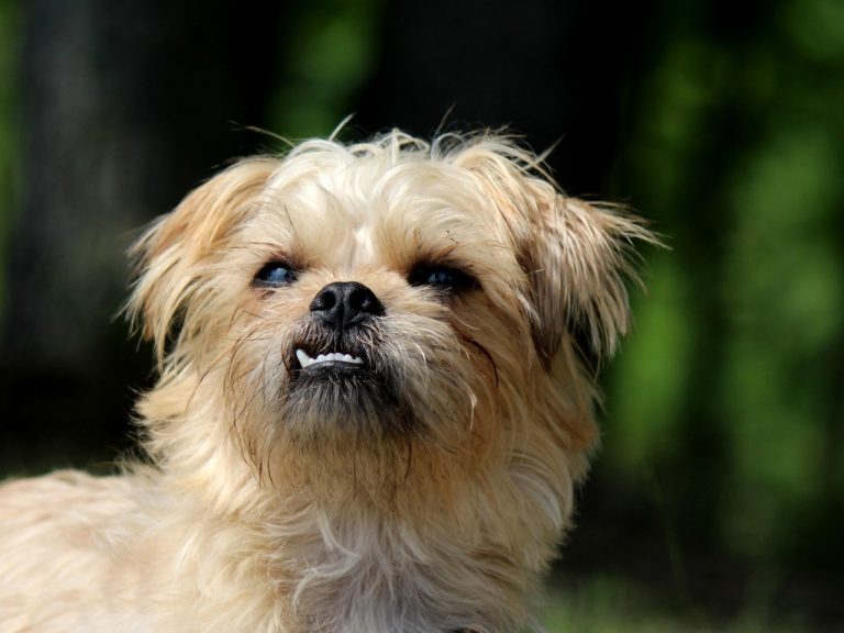 How To Keep Your Shih Tzu’s Teeth Clean (Explained!)
