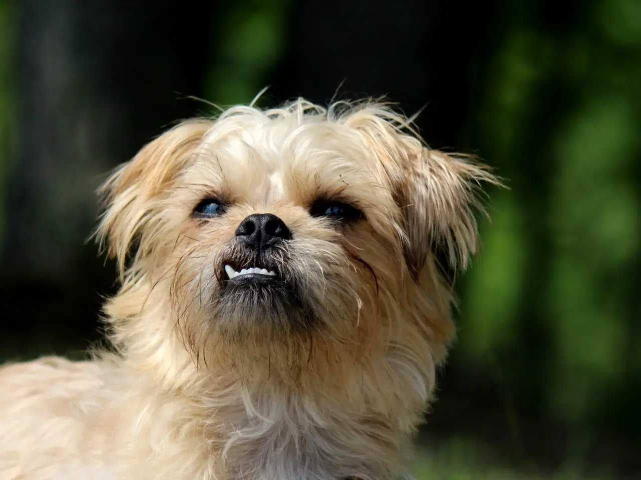 How To Keep Your Shih Tzu's Teeth Clean (Explained!)