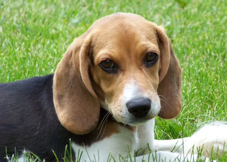 Is a Beagle a Good Family Dog? (Answered!)