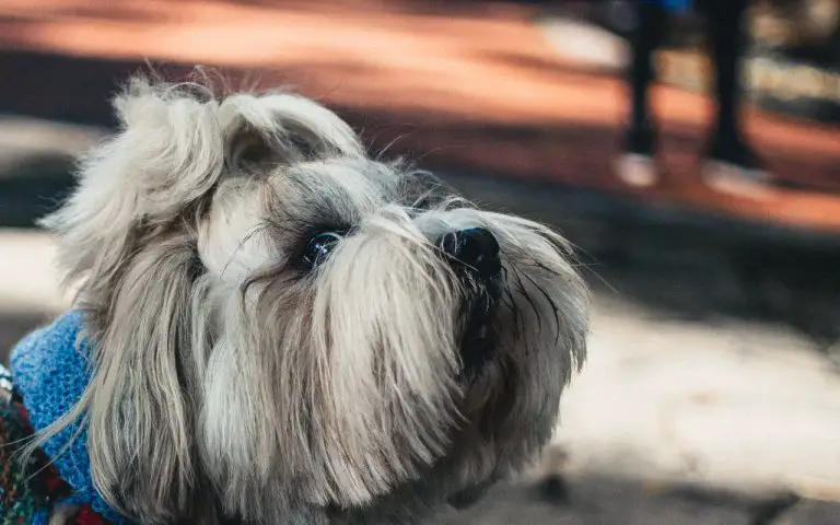 Is a Shih Tzu a Good Family Dog? (Answered!)