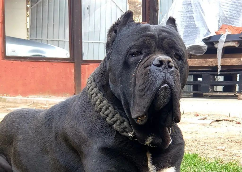 What Human Foods Can a Cane Corso Eat