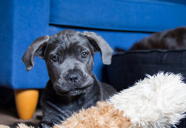 When Do Cane Corso Stop Teething? (Answered!)