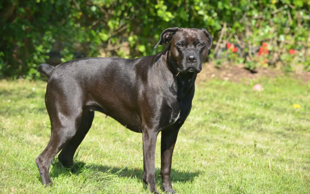 When Should a Cane Corso Be Spayed