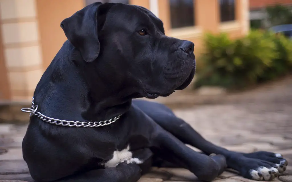 When Should a Cane Corso Be Spayed