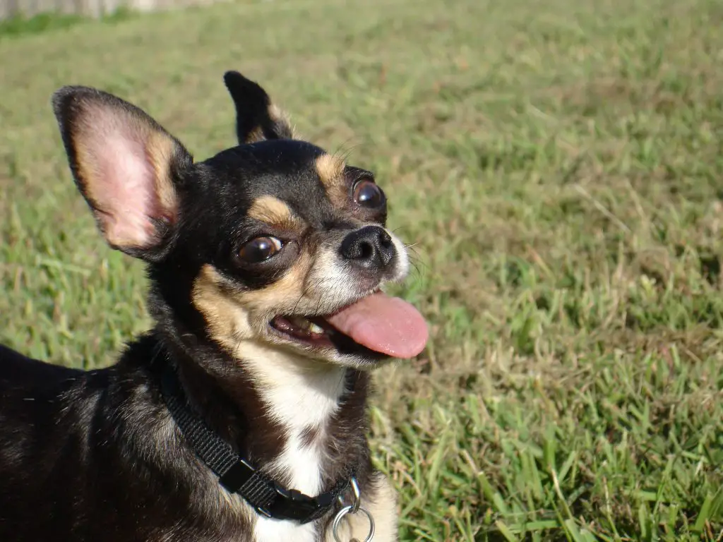 Why Chihuahuas Follow You Around