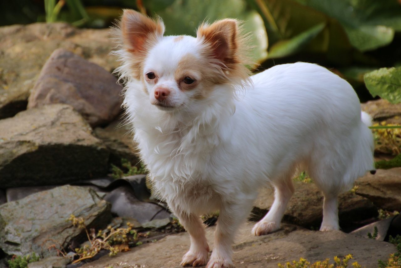 6 Reasons Why Chihuahuas Follow You Around (And What To Do About It)