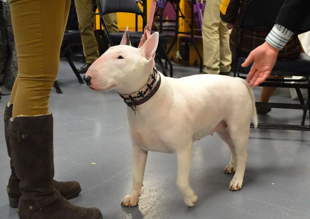 Why Do Bull Terriers Smell