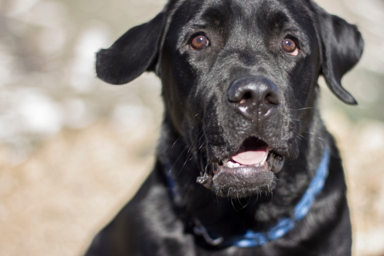 Why Does My Cane Corso Smell So Bad? (Answered!)